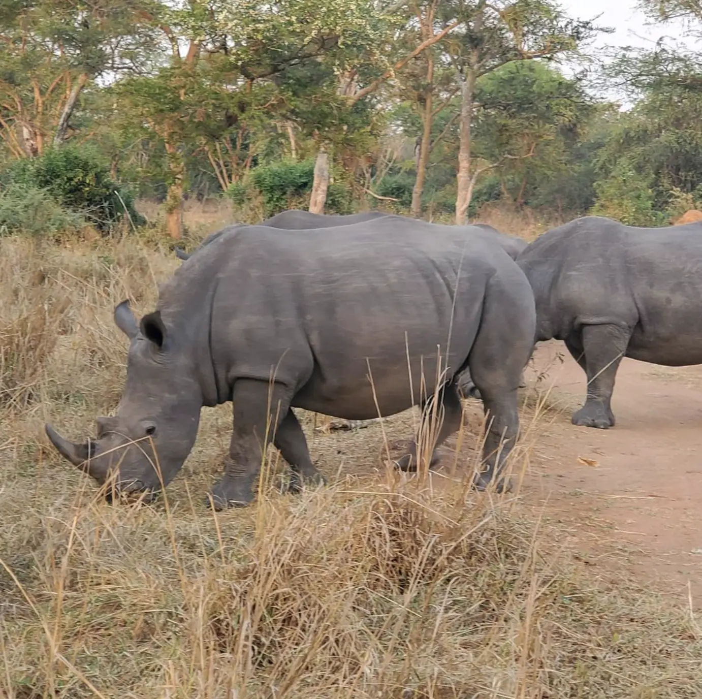 Ziwa-Rhino-Sanctuary-3