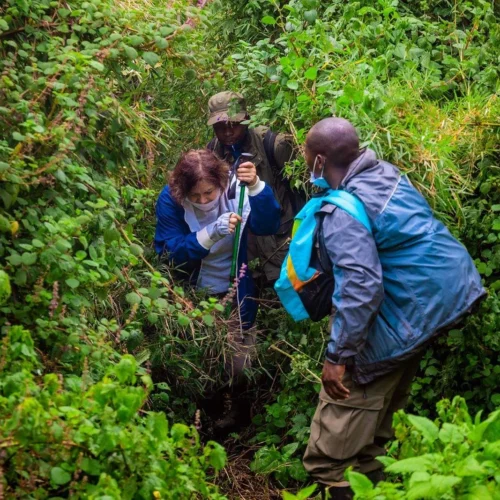 gorilla-rwanda-trekking4