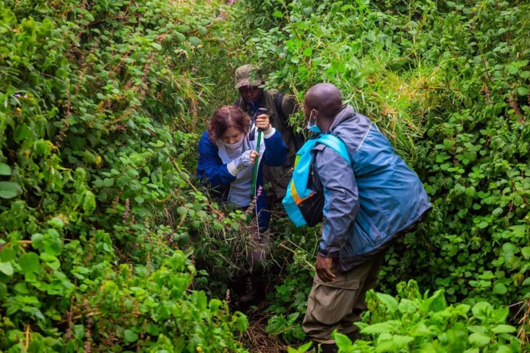 gorilla-rwanda-trekking4