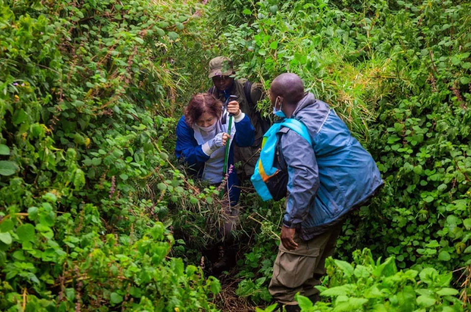 gorilla-rwanda-trekking4