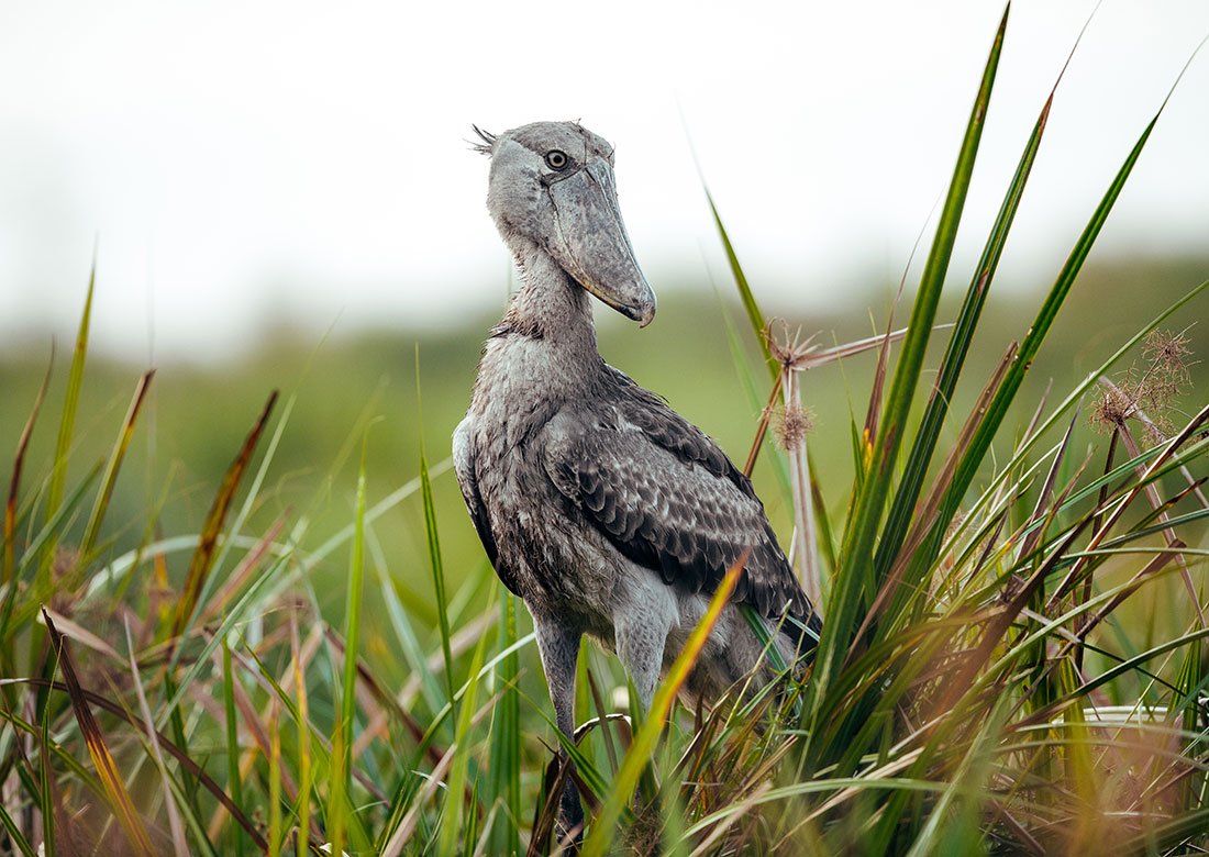 uganda-birds