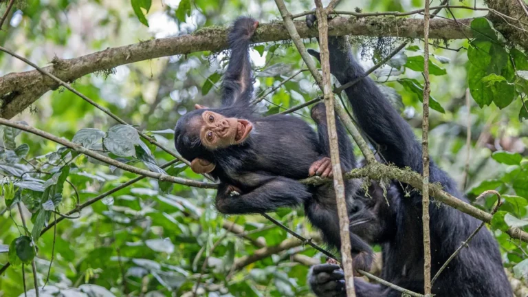 18 Days Uganda Safari.webp