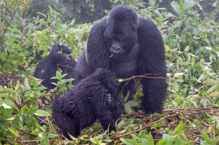 4-Day Gorilla Trekking in Bwindi
