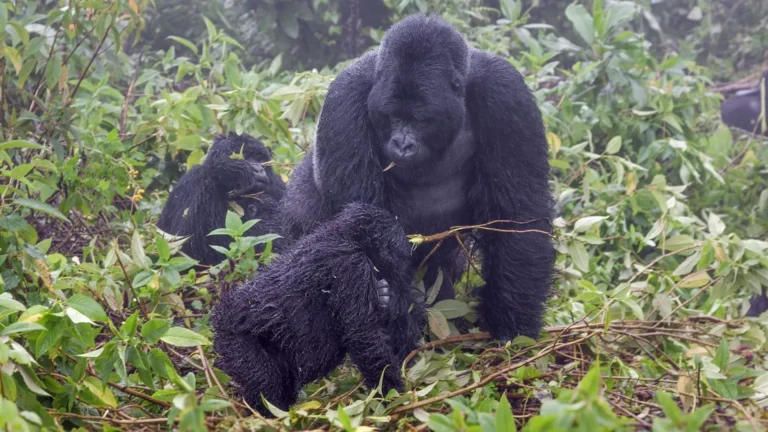 4 Day Gorilla Trekking In Bwindi