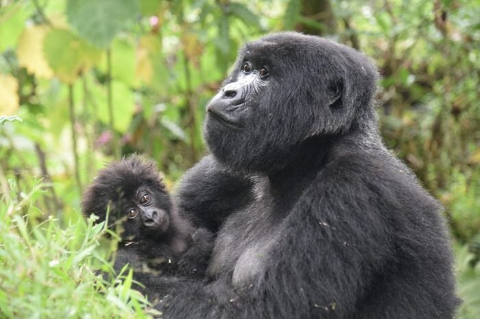 2 Day Gorilla Trekking Tour To Uganda (Bwindi)