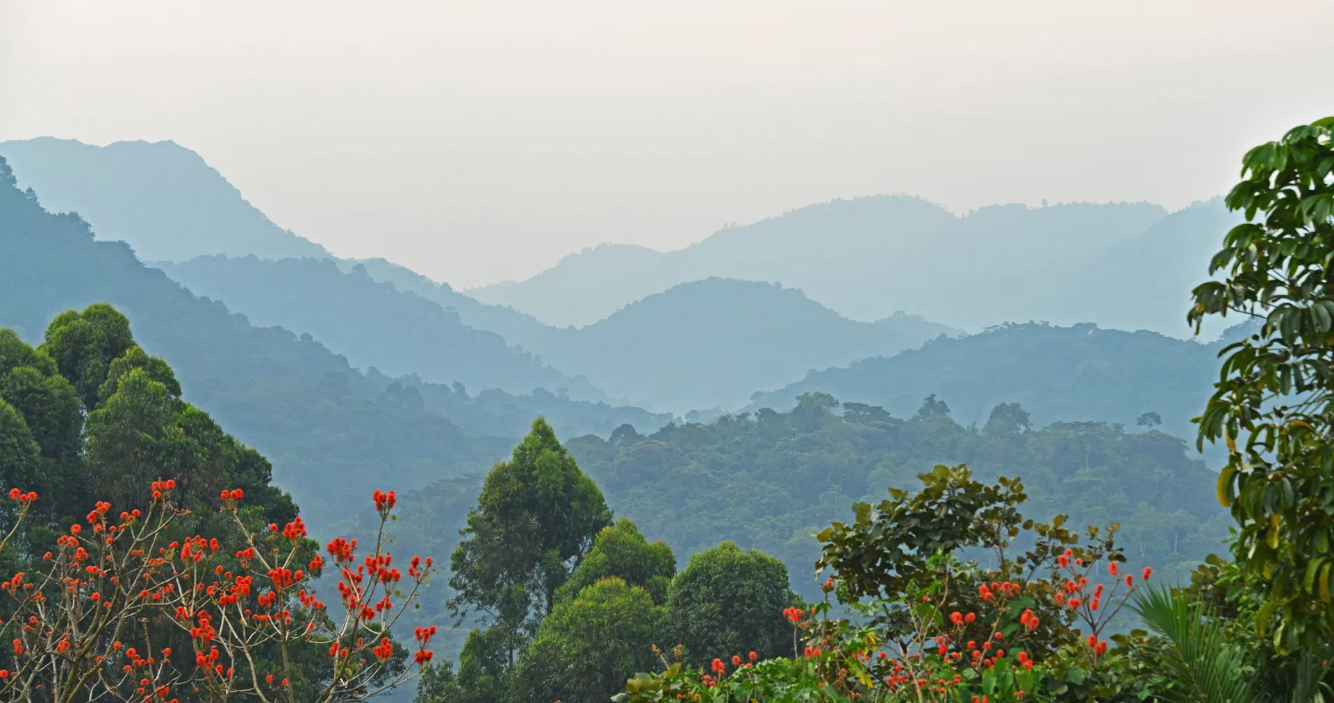 Bwindi Impenetrable National Park