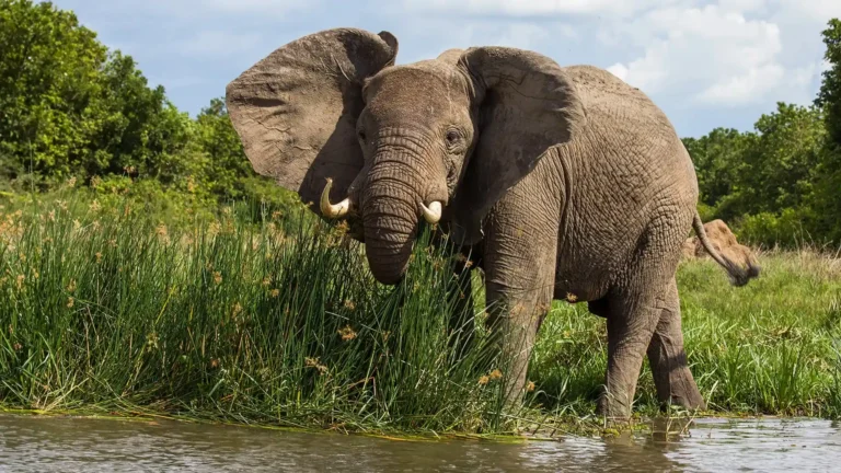 Elephant in Uganda