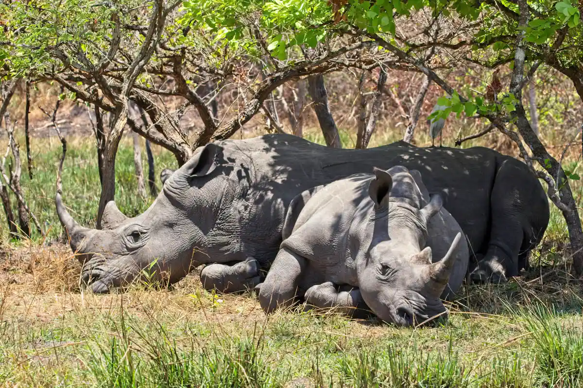 Rhinos in Uganda (2).webp