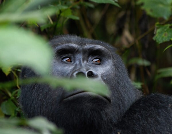 4-Day Luxury Uganda Gorilla Trekking Tour
