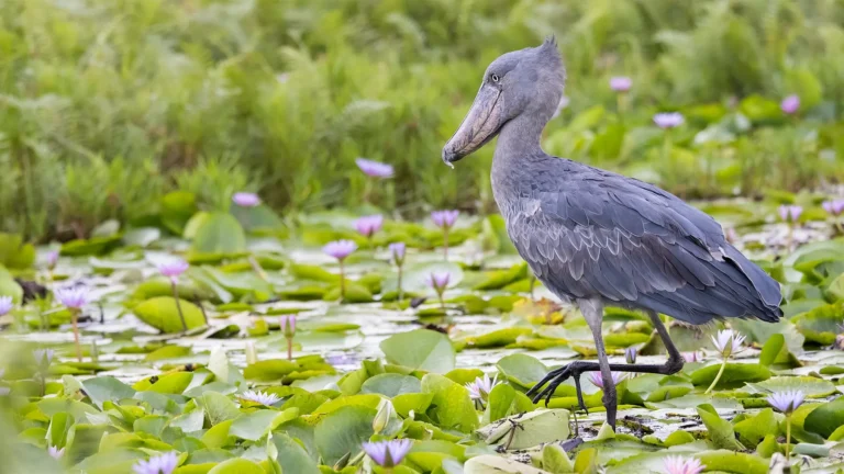 Sheobill in Mabamba Swamp