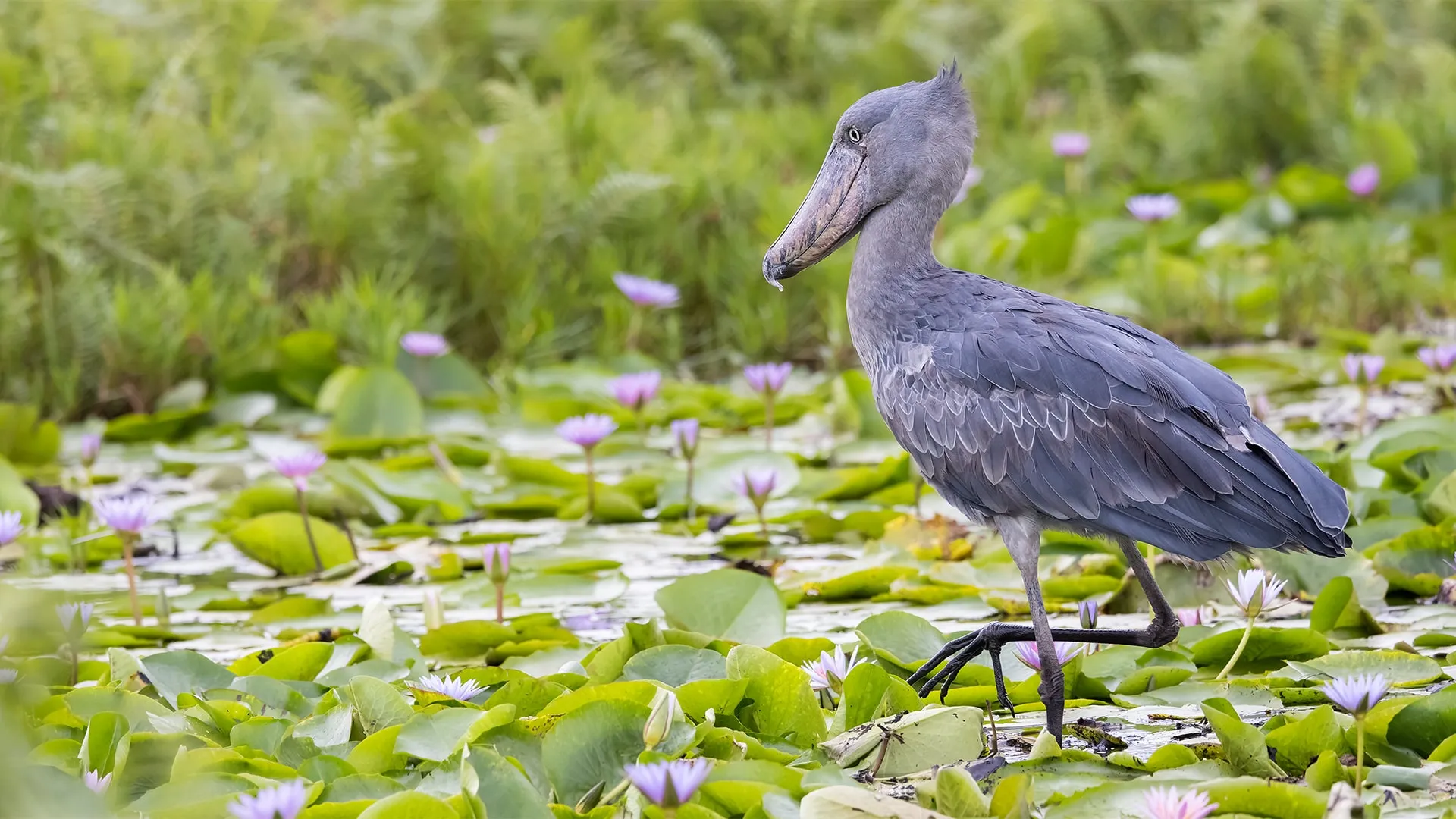 Sheobill in Mabamba Swamp