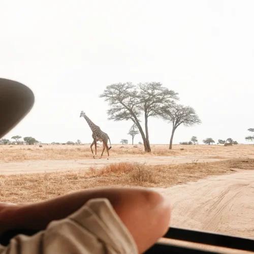 Tanzania Safari Packages