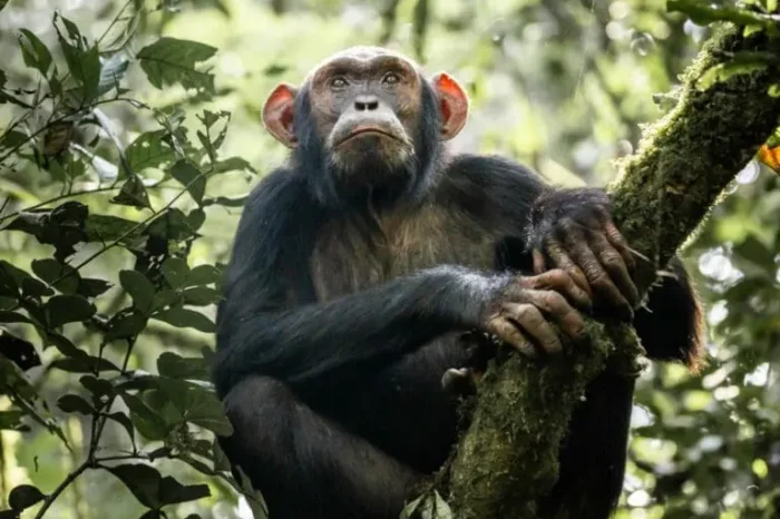 10 Day Safari in Western Uganda