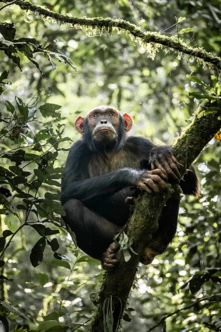Uganda Tours