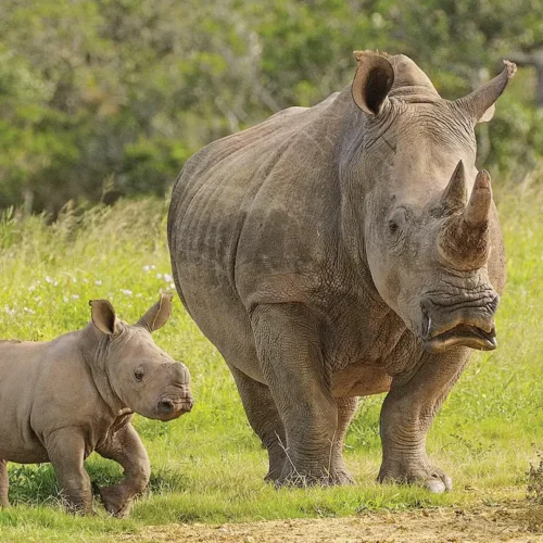 rhinos in Uganda