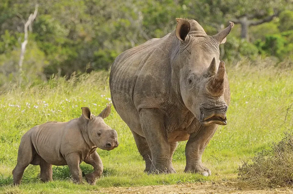 rhinos in Uganda