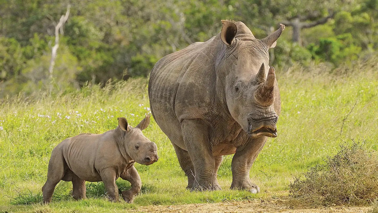 rhinos in Uganda