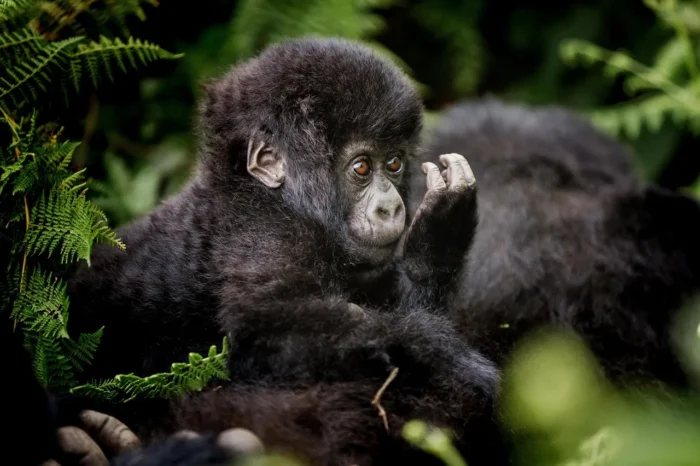 4-Day Luxury Uganda Gorilla Trekking Tour