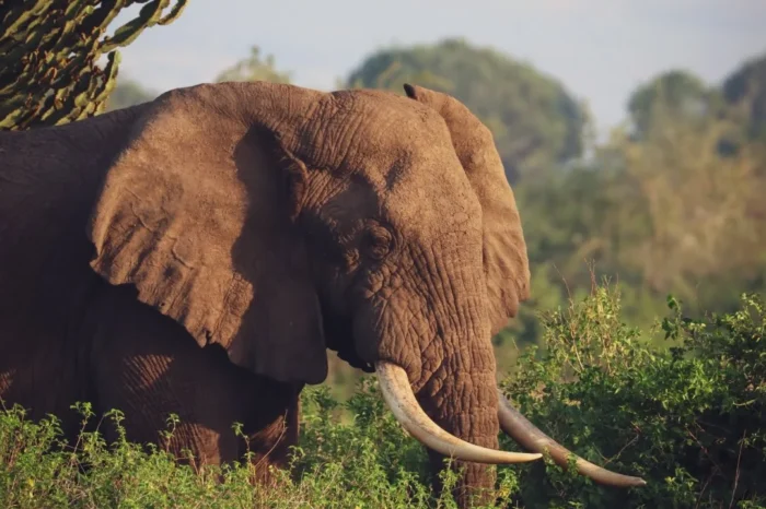 18 Day Pearl of Africa Tour
