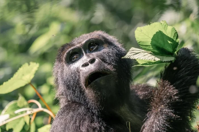 Uganda Gorilla Trek And Zanzibar Beach Holiday (15 Days)