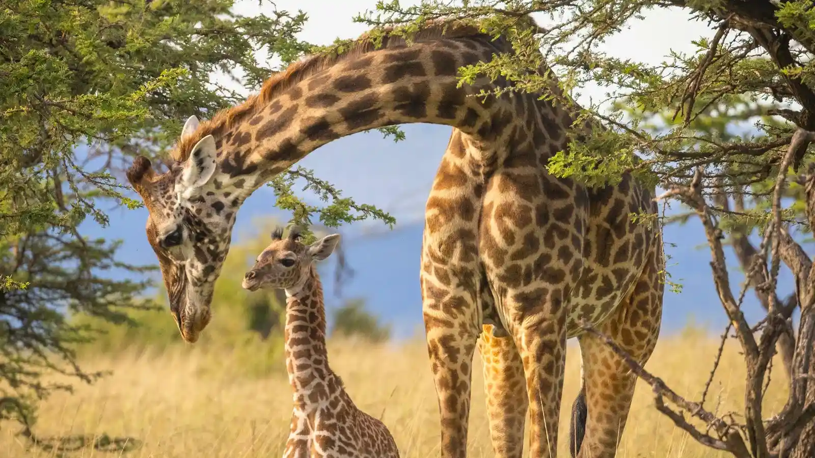Giraffe-Kenya-Naboisho