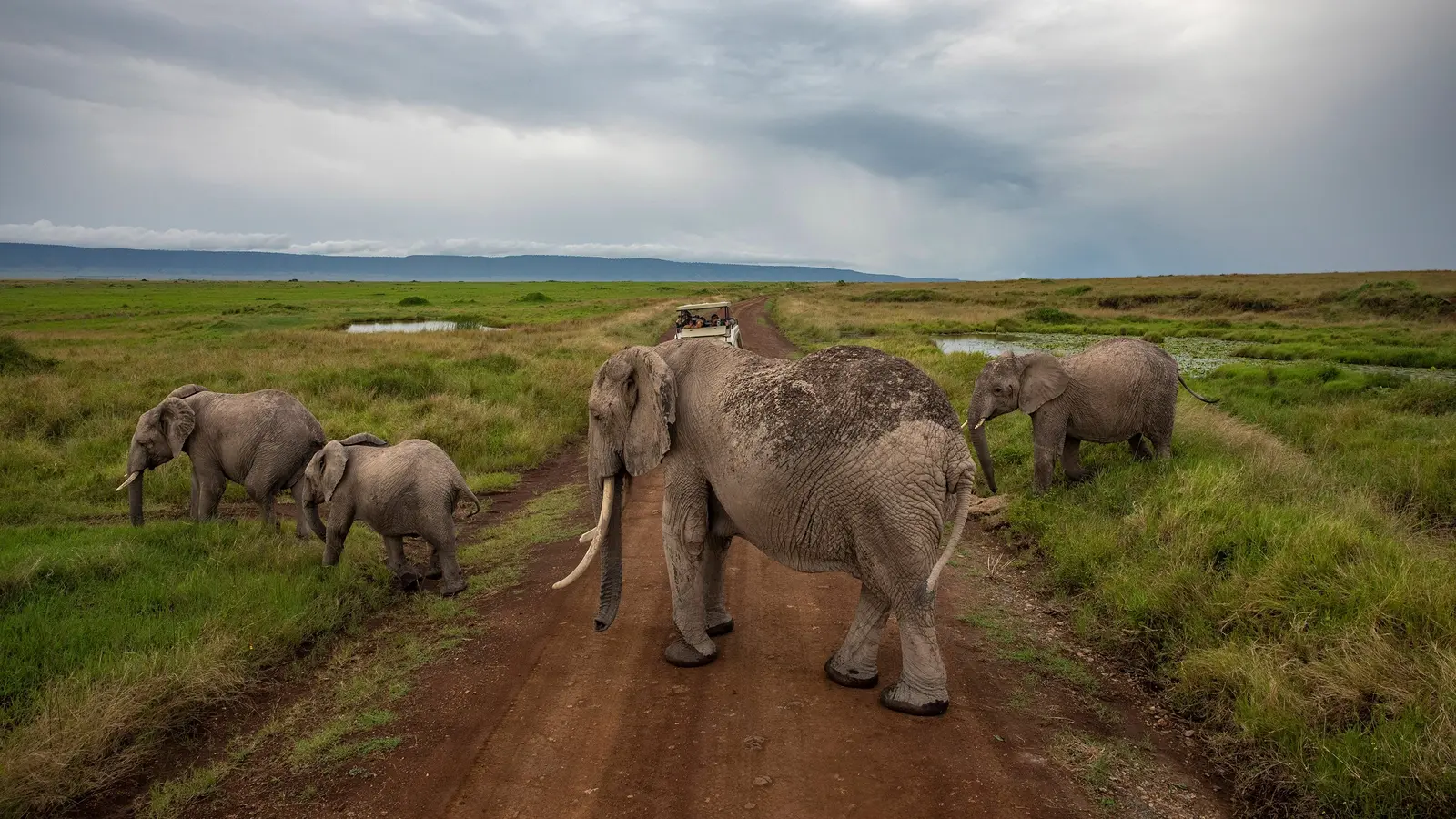 Safari In the Masai Mara 5