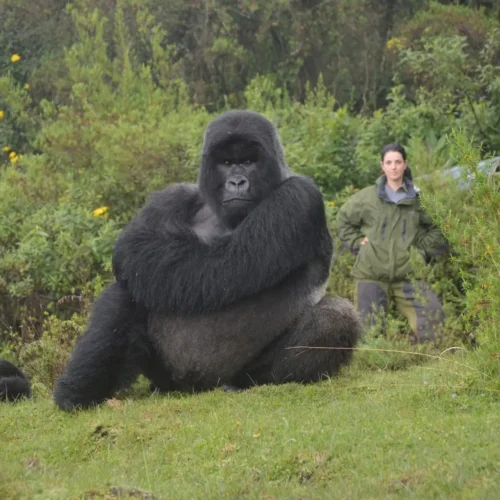 Best places to see gorillas in the wild