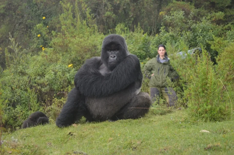 Best places to see gorillas in the wild