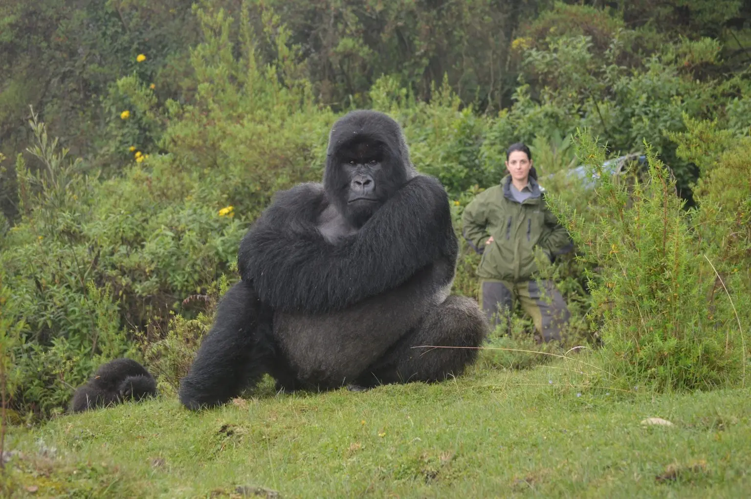 Best places to see gorillas in the wild