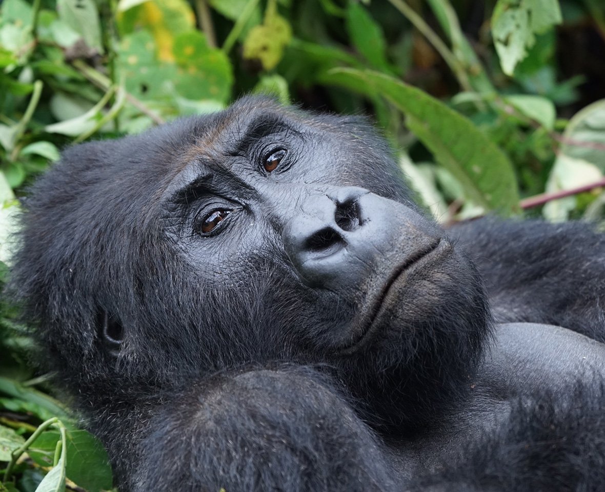 gorillaorg-eastlowland-gorillas-main