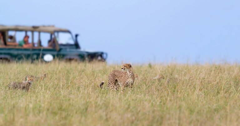 masai-mara-safari