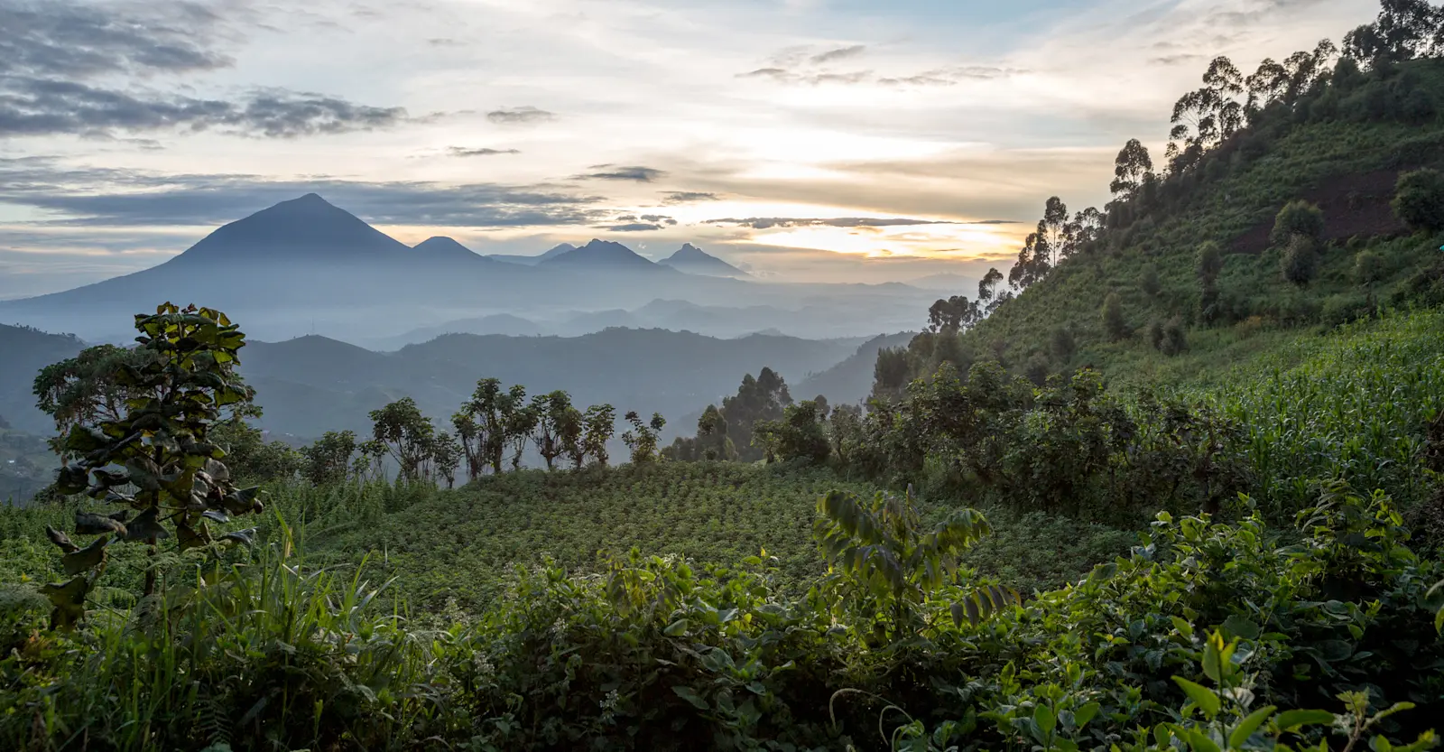 Bwindi.webp
