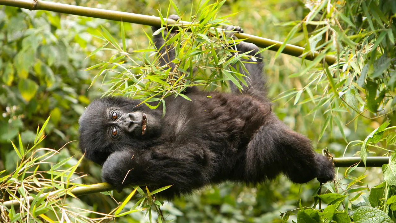 Gorilla Trekking in Uganda