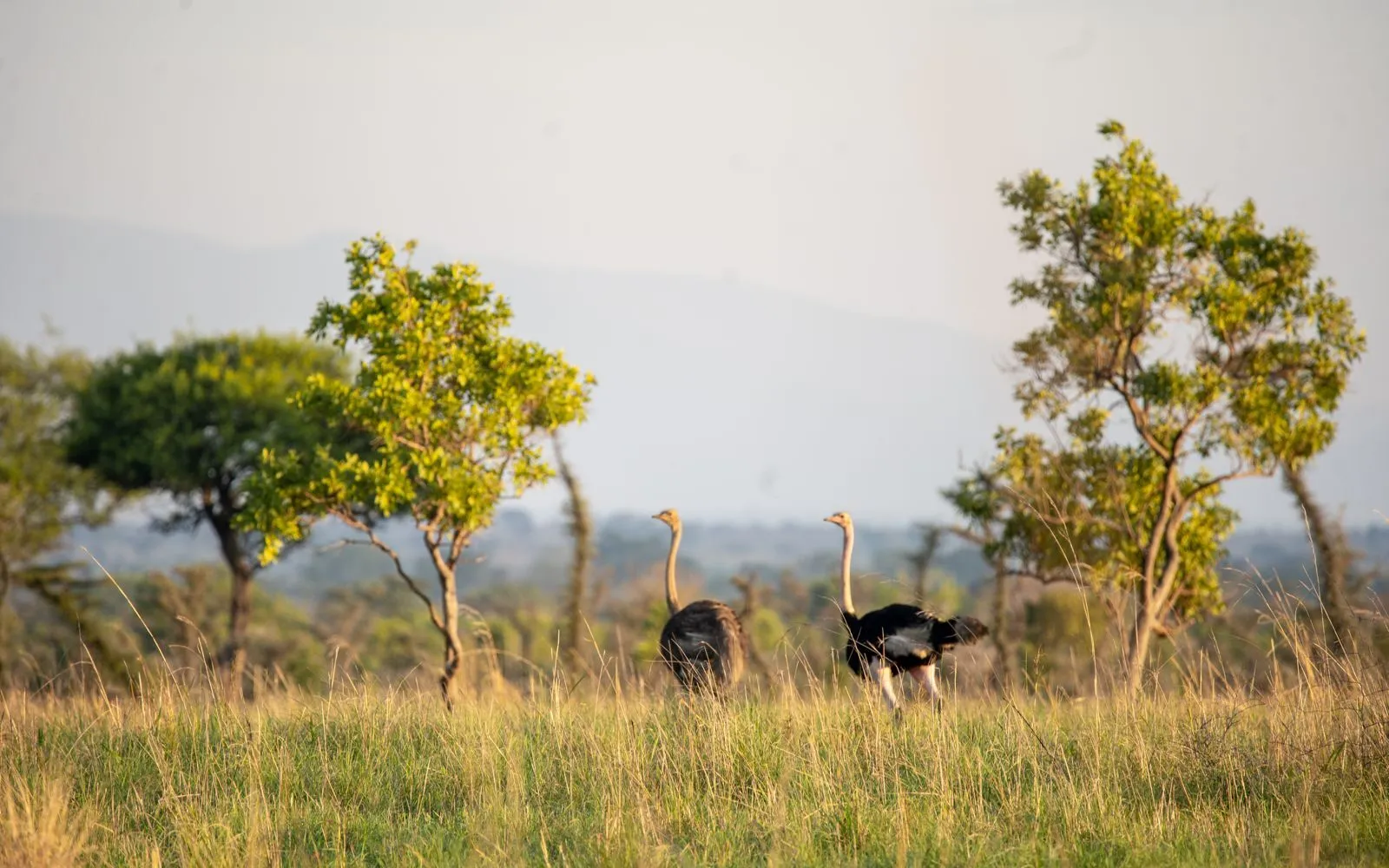 Kidepo-Ostriches