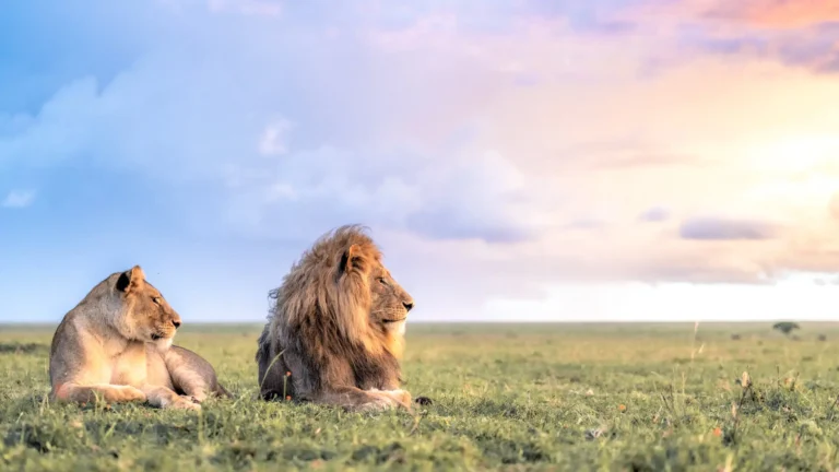 Kenya Safaris