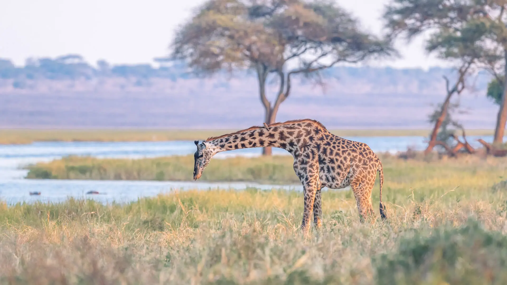 Serengeti National Park.webp