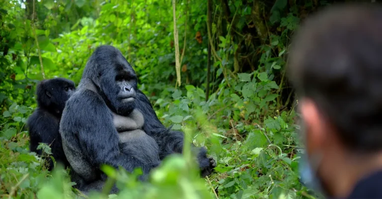 Silverback Gorillas