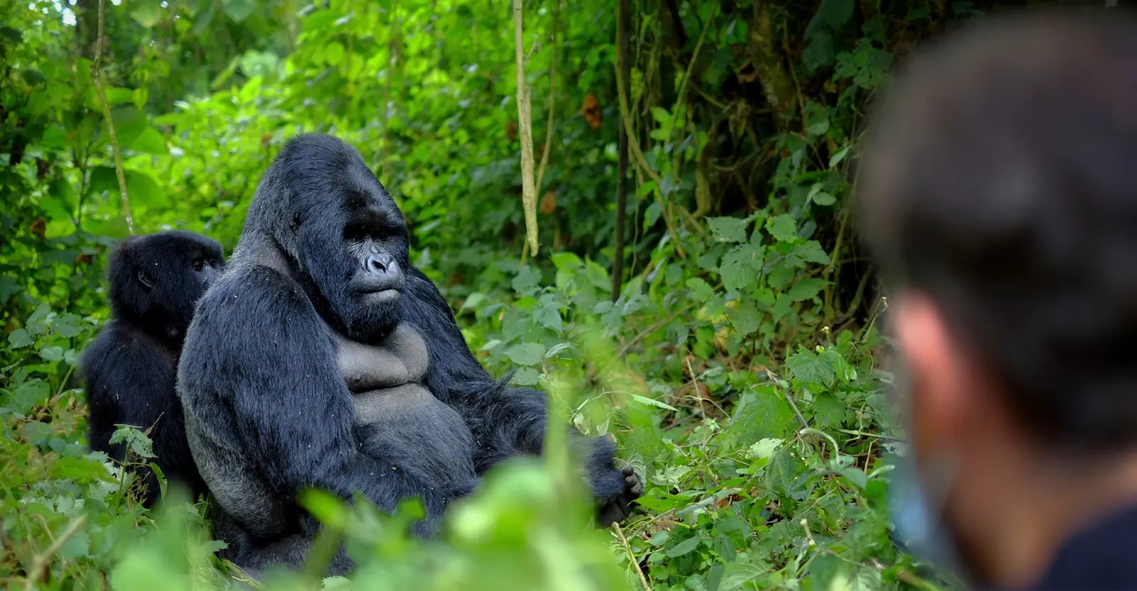 Silverback Gorillas