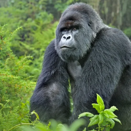 Silverback Gorillas