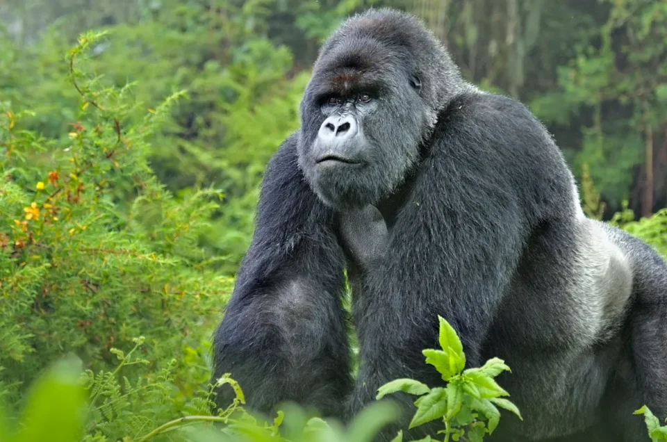 Silverback Gorillas