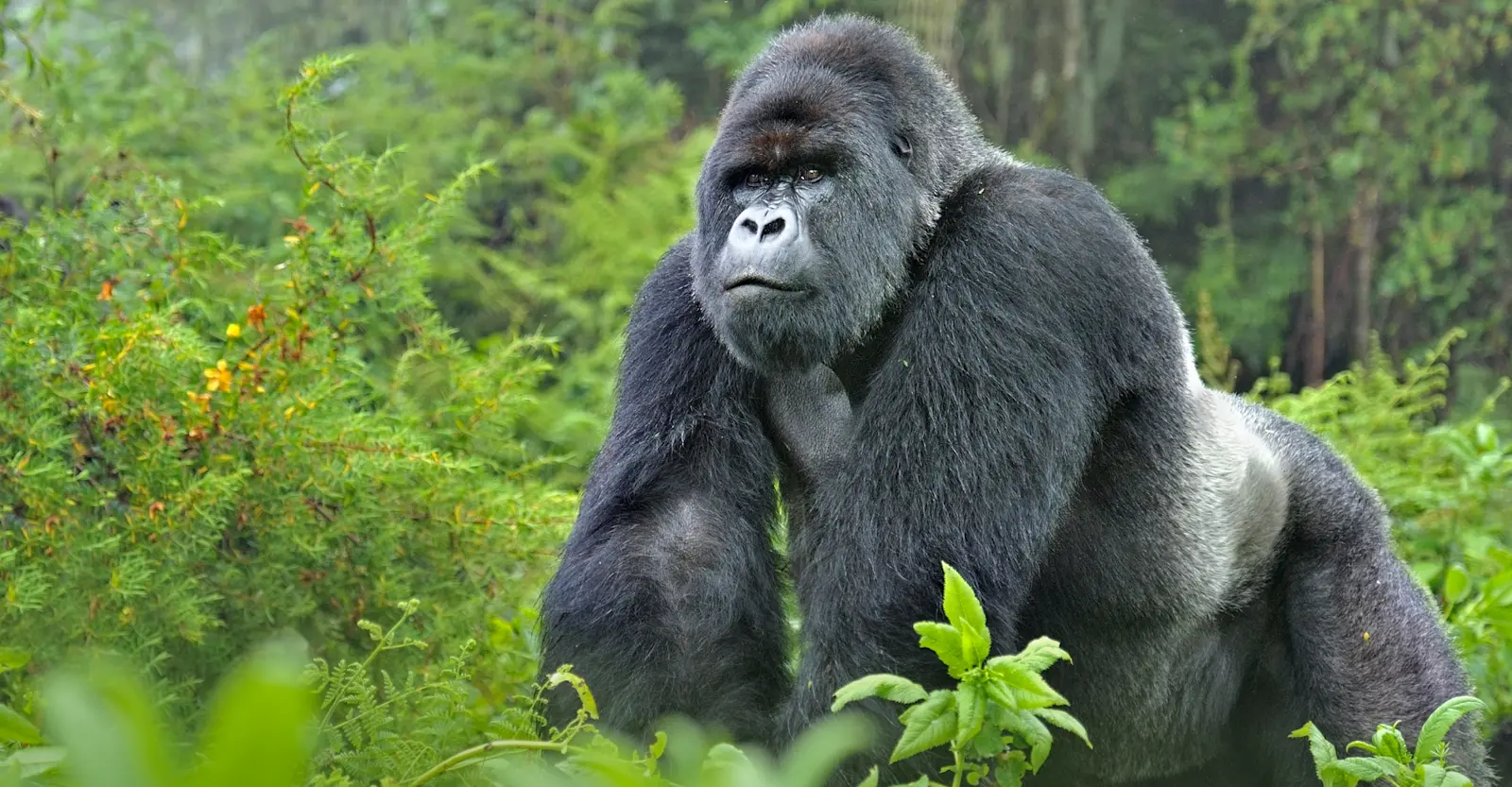 Silverback Gorillas