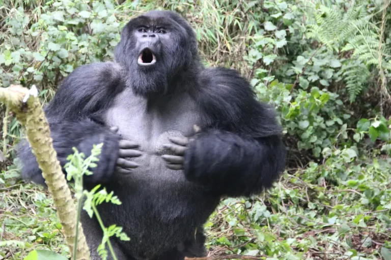Silverback Gorilla