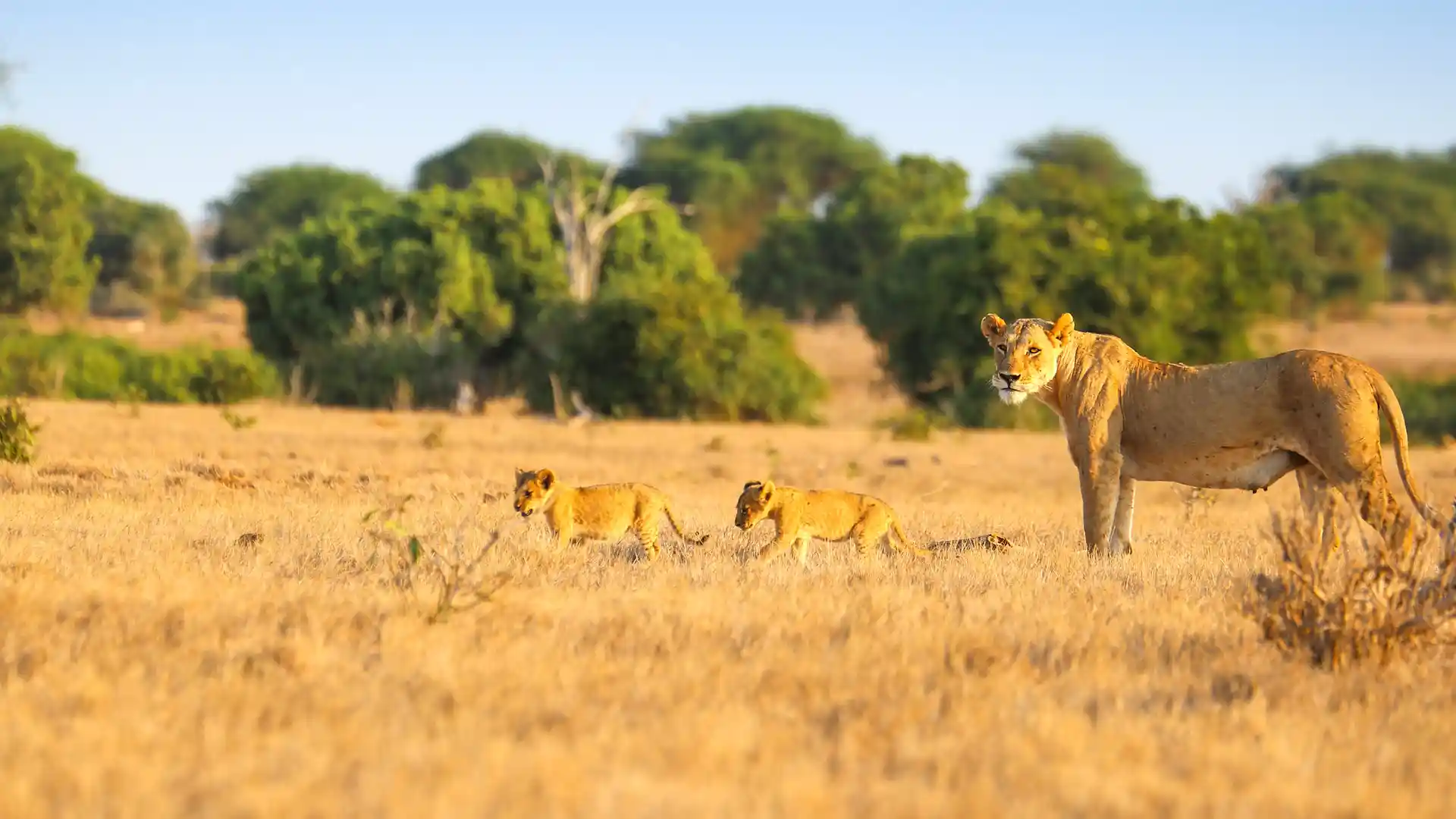 lIONS