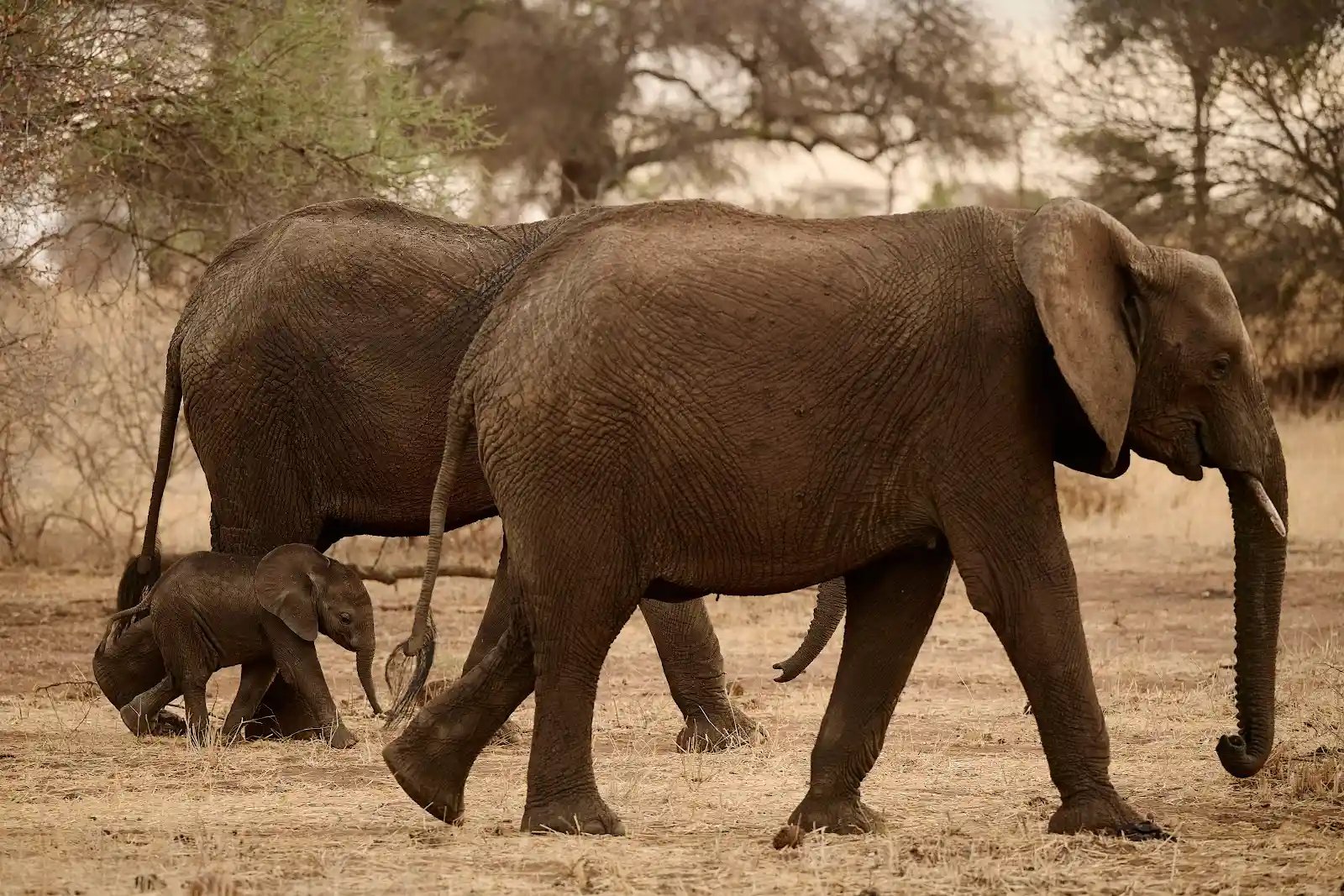 A family of elephants in Tarangire National Park