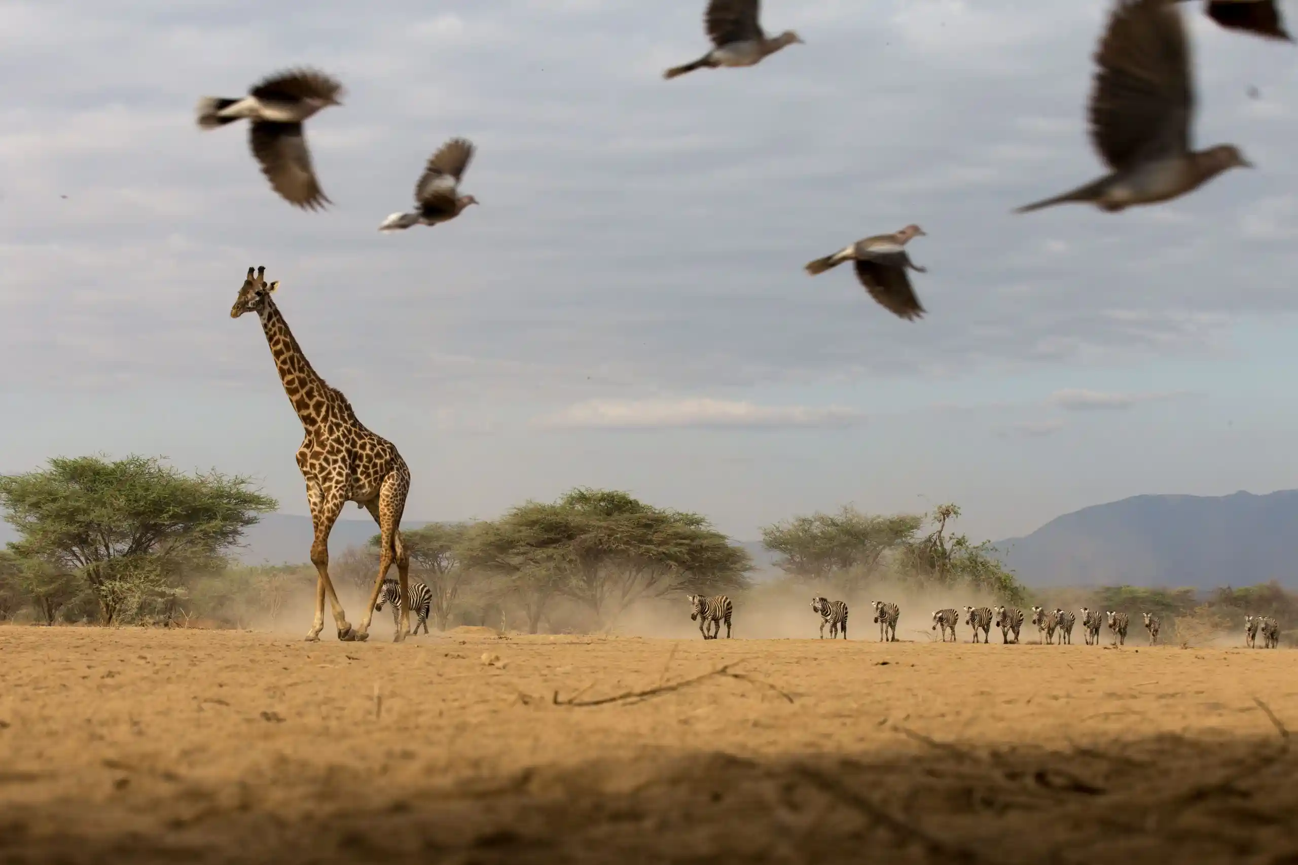 Amboseli Game Park