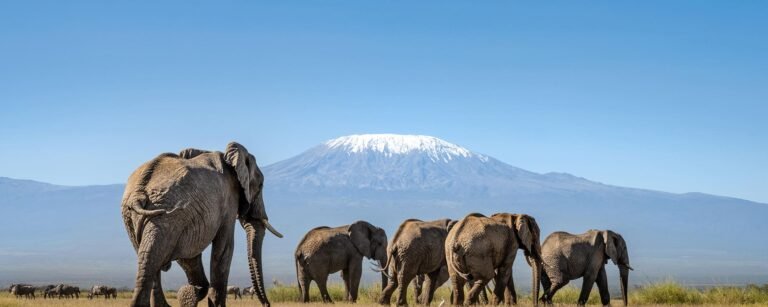 Amboseli National Park