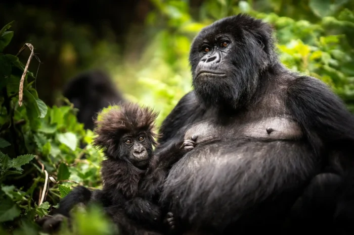 Rwanda