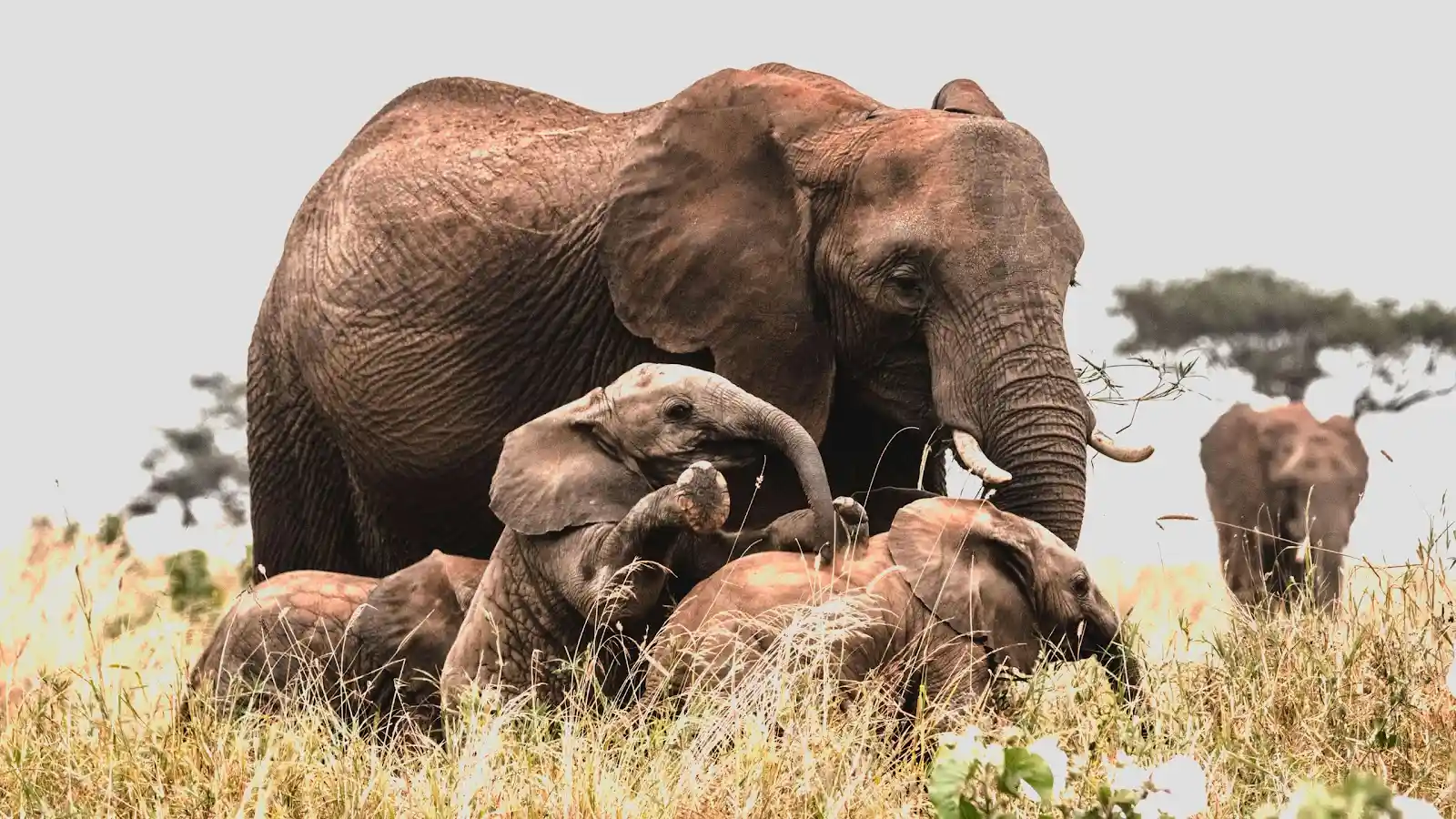 Chem Chem - Family of elephants.webp