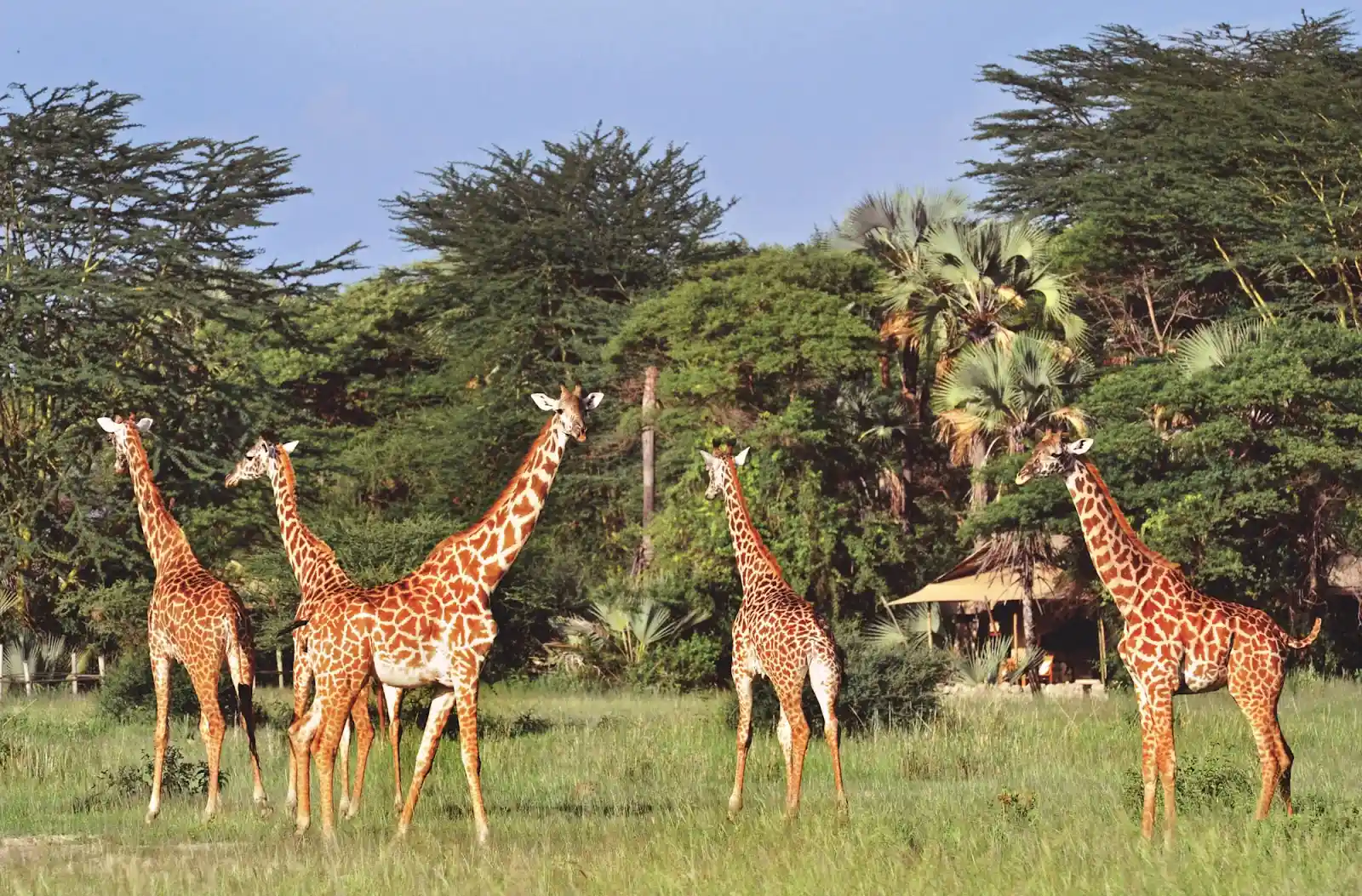 Chem-Chem-Lodge-Safari-Tanzania-Accommodation-Luxury-Tent-Giraffe