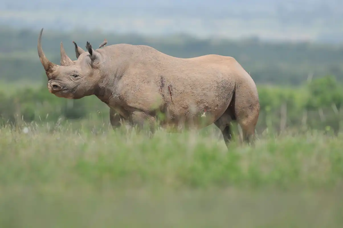 Tsavo